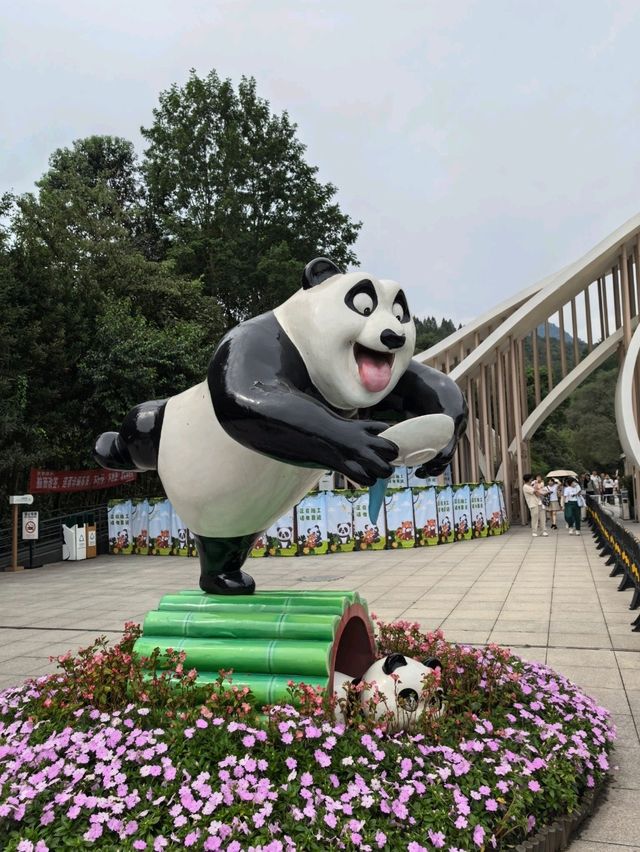 Get Close with Cute Panda in Chengdu Panda Base