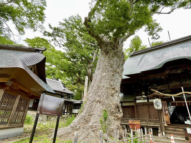 【長野県】聳え立つ欅の大木を見に行こう！