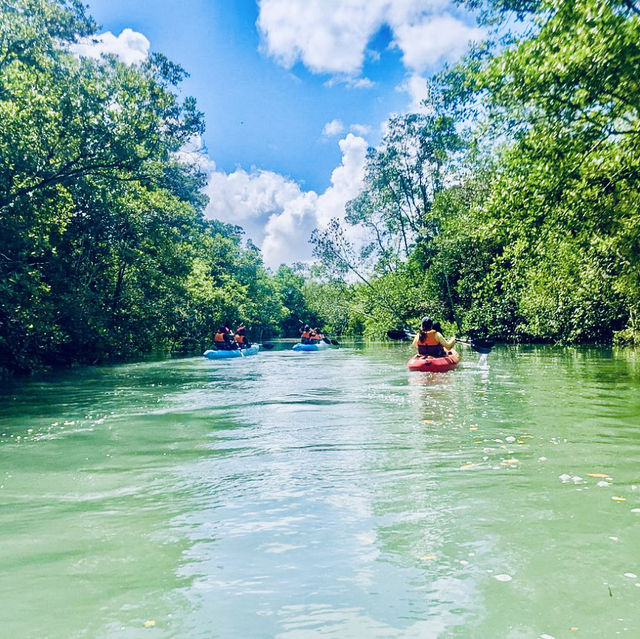 Kayaking Adventure in Pulau Ubin Mangroves