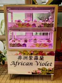 【金鐘】香港公園：期間限定香花展覽