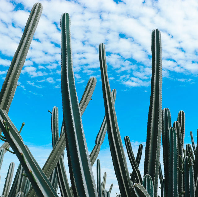ไร่วันยังขำ จ.ศรีสะเกษ 🏜️🌵🌿