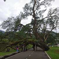 Taiping Lake Garden