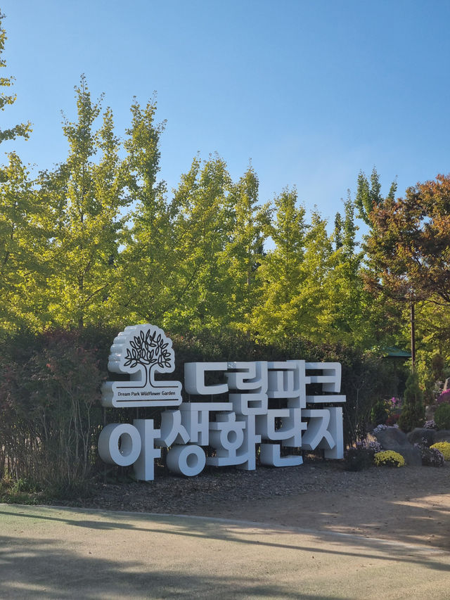 가을 들꽃이 이리 아름답다니!
