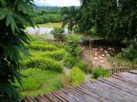 ทานข้าวโพดหวานที่ Cornily Corn farm