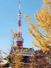 東京賞楓秘境🍁：芝公園！遠眺東京鐵塔🗼最佳位置！ 
