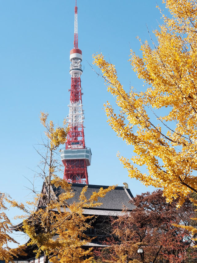 東京賞楓秘境🍁：芝公園！遠眺東京鐵塔🗼最佳位置！ 