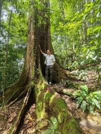 Encounter Orang Utan in Gunung Leuser National Park