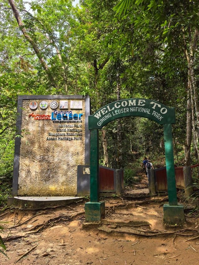 Encounter Orang Utan in Gunung Leuser National Park