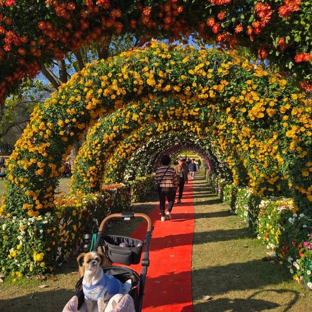 가을에 꼭 가봤으면 하는 꽃천지 , 연천 국화 축제 🌺