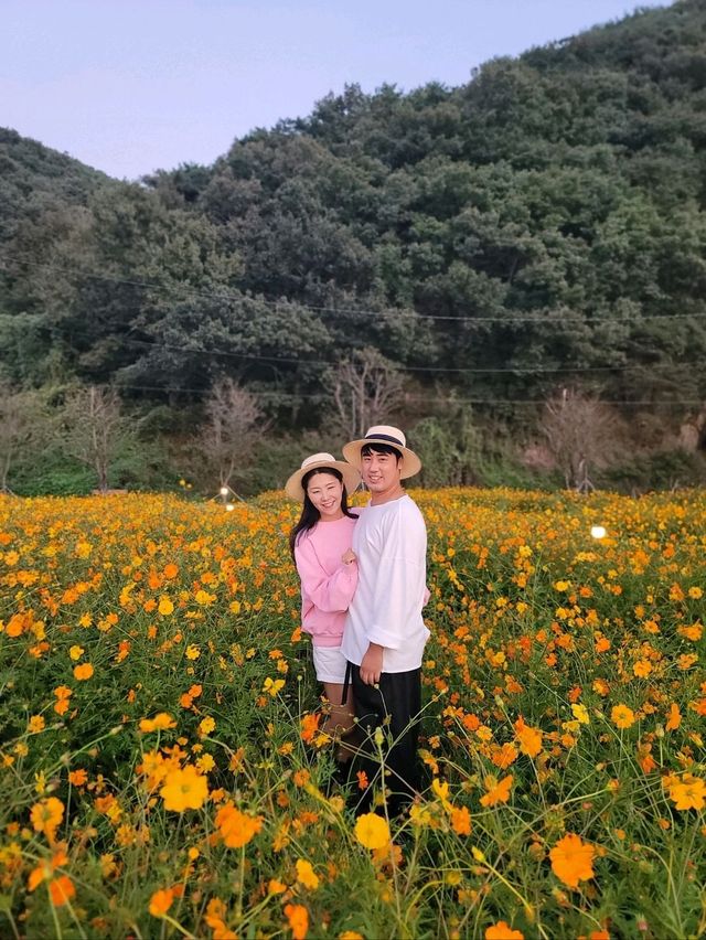 핑크코스모스 가득한 고령여행지 어북실🩷