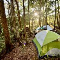 Camping in the Wild Jungle of Phuket 