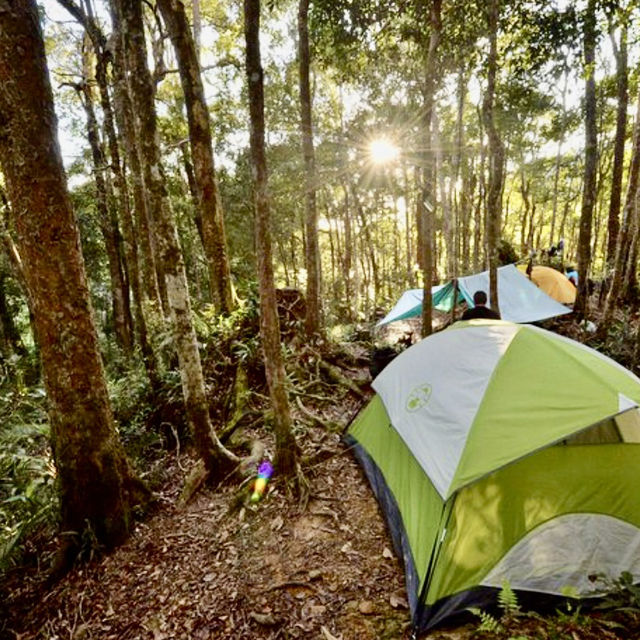 Camping in the Wild Jungle of Phuket 
