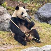東京景點｜日本最古老的親子動物園—恩賜上野動物園