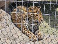 미국 여행 동물을 좋아한다면 San diego zoo❤️