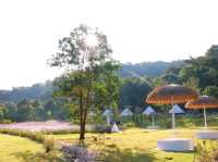 เที่ยวชมทุ่งคอสมอสที่ Margaret Private Villa 
