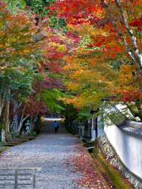 【ここ行って】本当は教えたくない🙅 1400年前建立の穴場紅葉寺院✨