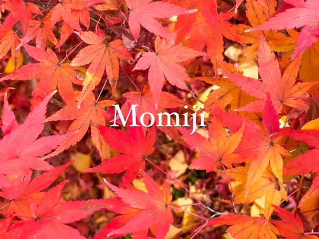 【京都】庭園のある絶景紅葉の穴場スポット