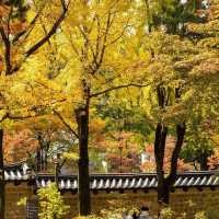 autumn in South Korea and it is goỏgeou 