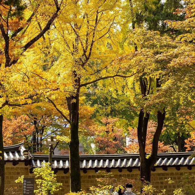 autumn in South Korea and it is goỏgeou 