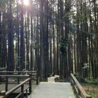 Explore the magical Alishan, Taiwan
