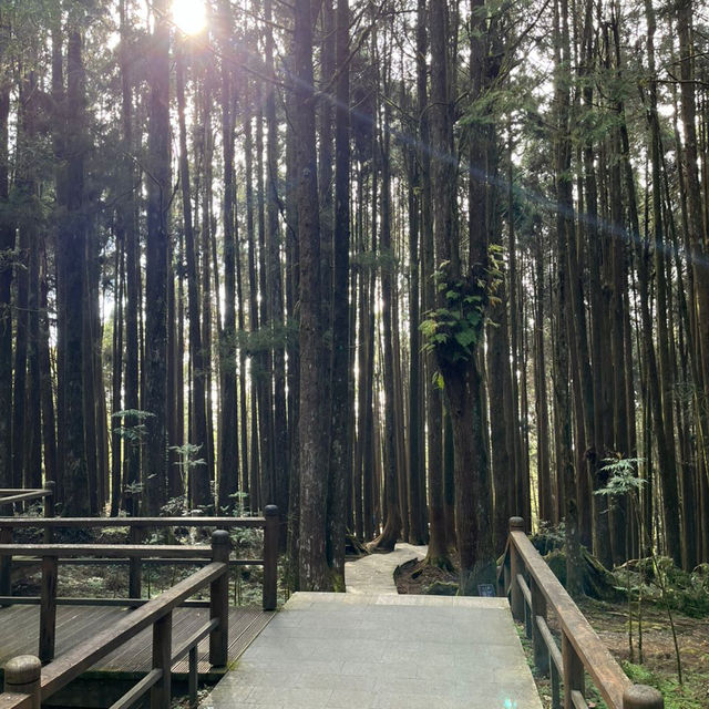 Explore the magical Alishan, Taiwan