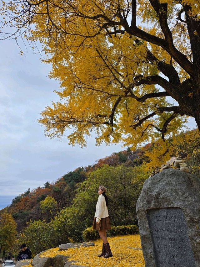 은행잎을 잡으면 소원이 이뤄지는곳💛