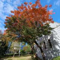 東京十月櫻：飛鳥山公園