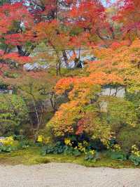 京都観光☺️美しい枯山水・池泉回遊式庭園🍁🌿天授庵