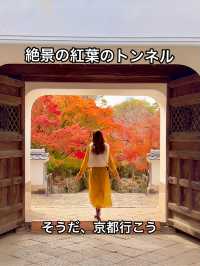 京都 ❤︎ まるで絵画のような🖼️竜宮門からの紅葉🍁 