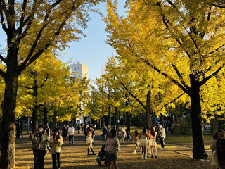 Standing confused in the Kumamoto ginkgo forest