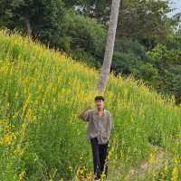 ดอกปอเทือง