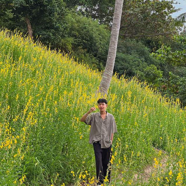 ดอกปอเทือง