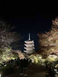 【京都　東寺】紅葉ライトアップ