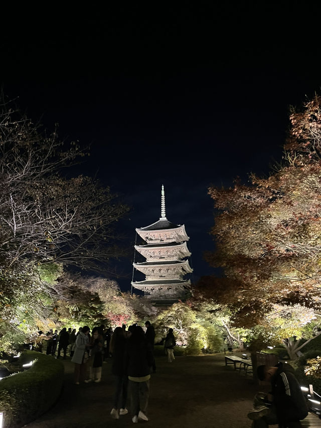 【京都　東寺】紅葉ライトアップ