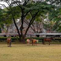 ร้านชิลด์วิวงามในไร่องุ่น #มวกเหล็ก สระบุรี