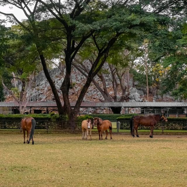 ร้านชิลด์วิวงามในไร่องุ่น #มวกเหล็ก สระบุรี