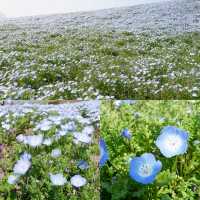 福岡好去處