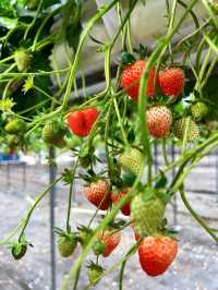 Harada Farm 🍓