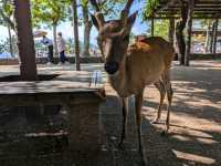 Miyajima Trip Highlights