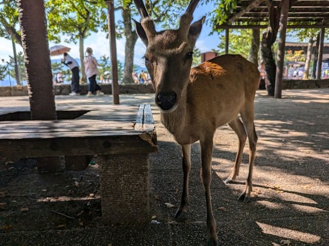 Miyajima Trip Highlights