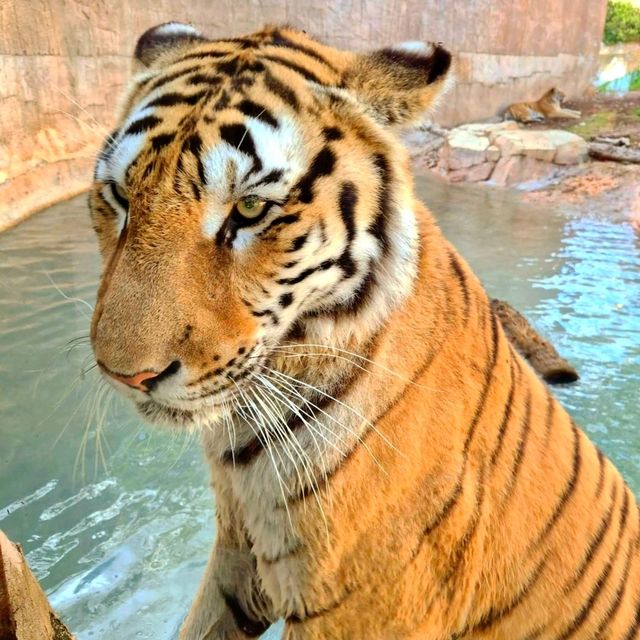穿越三大洲的動物旅程