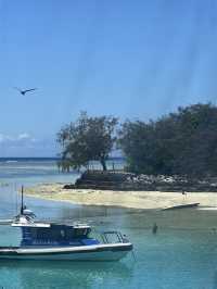 澳洲小眾島嶼Heron island看海龜🐢