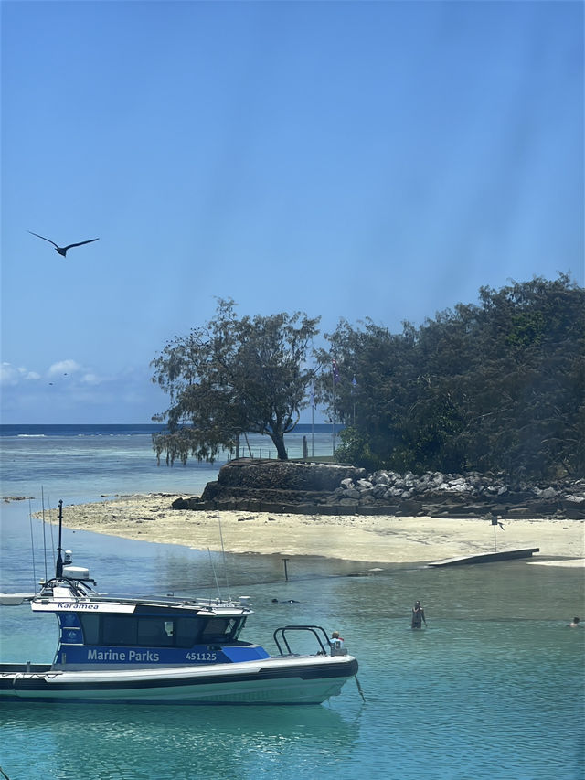 澳洲小眾島嶼Heron island看海龜🐢