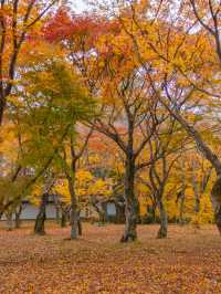 Tofukuji Temple หนึ่งในจุดชมใบไม้เปลี่ยนสีเกียวโต🍁