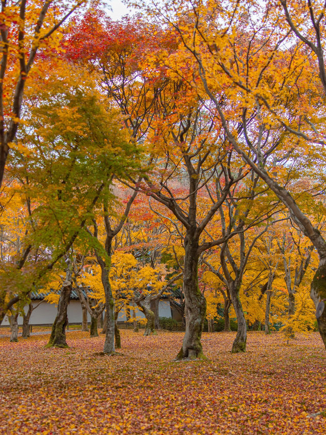 Tofukuji Temple หนึ่งในจุดชมใบไม้เปลี่ยนสีเกียวโต🍁