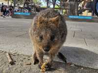 Amazing beaches and cute quokkas!!!