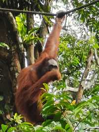 amazing Orang Utan