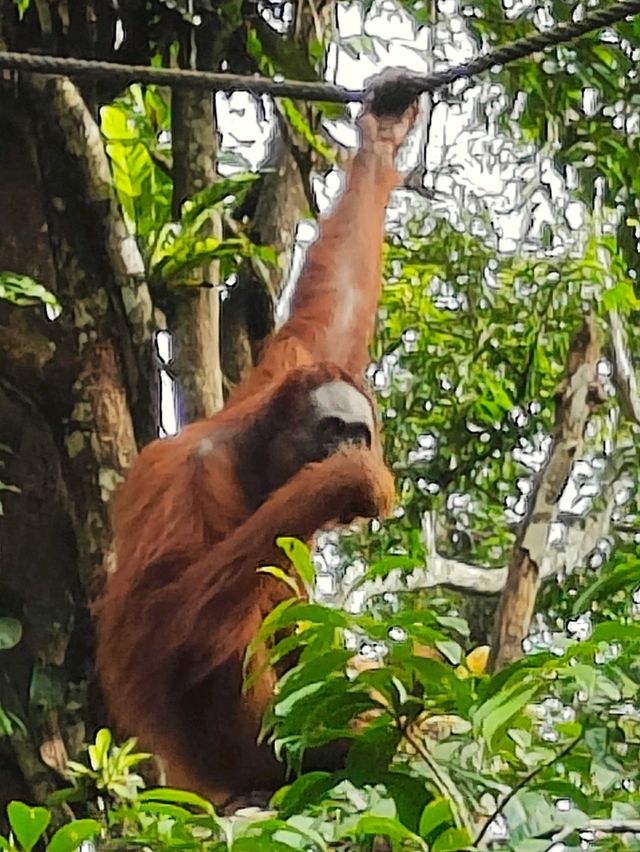 amazing Orang Utan