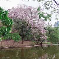 ชมพูพันธุ์ทิพย์สวนรถไฟ