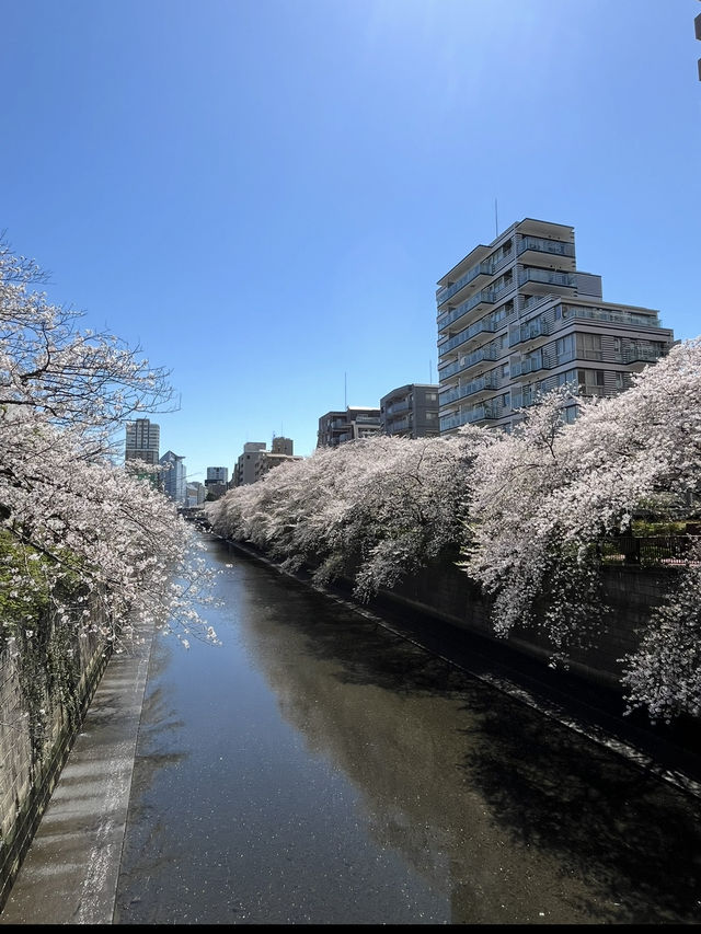 中目黑櫻花隧道